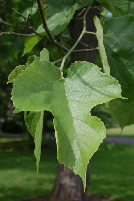 Morus cathayana Leaf (28/07/12, Kew Gardens, London)