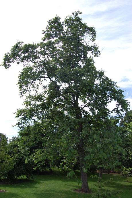 Morus cathayana (28/07/24, Kew Gardens, London)