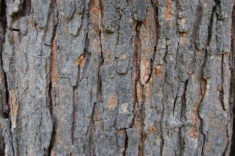 Morus cathayana Bark (28/07/24, Kew Gardens, London)