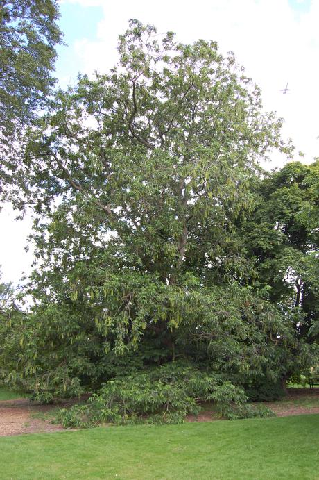 Pterocarya x rehderiana (28/07/12, Kew Gardens, London)