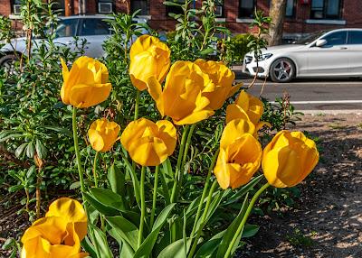 Yellow Tulips, WAM!