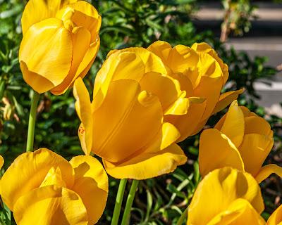 Yellow Tulips, WAM!