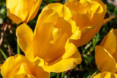 Yellow Tulips, WAM!