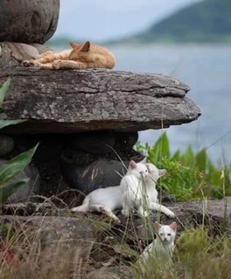 Cats of Cat Island