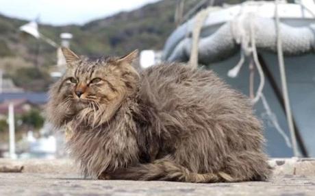 Cats of Cat Island