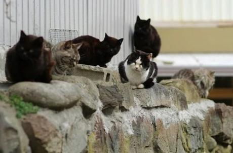 Cats of Cat Island