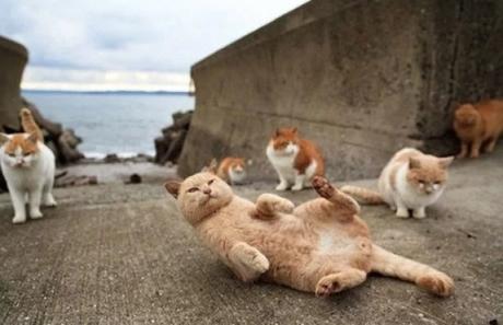 Cats of Cat Island