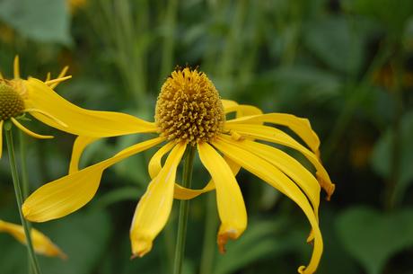 Rudbeckia laciniata var. ampla Flower (28/07/12, Kew Gardens, London)