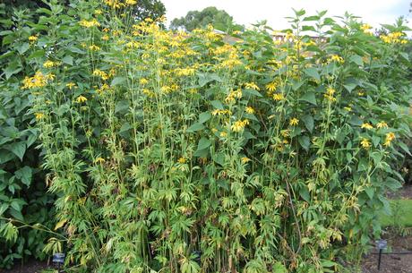 Rudbeckia laciniata var. ampla (28/07/12, Kew Gardens, London)