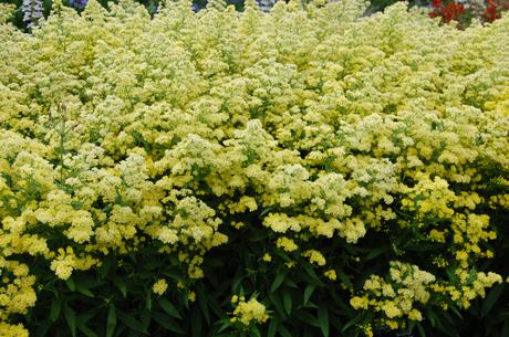 Solidago 'Ledsham' (28/07/12, Kew Gardens, London)