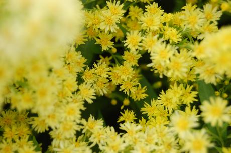 Solidago 'Ledsham' Flower (28/07/12, Kew Gardens, London)