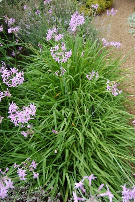 Tulbaghia violacea (28/07/12, Kew Gardens, London)