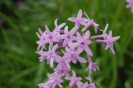 Tulbaghia violacea Flower (28/07/12, Kew Gardens, London)