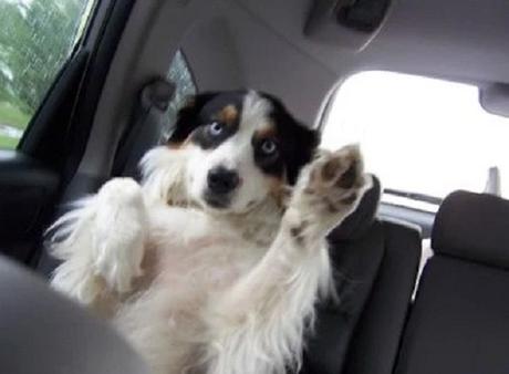 Dog Waving Hello