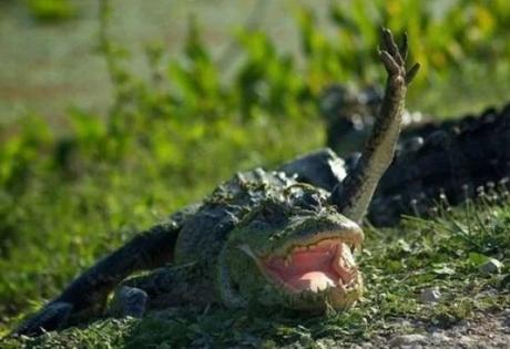 Crocodile Waving Hello