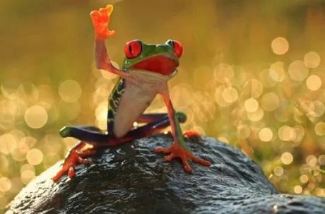 Frog Waving Hello