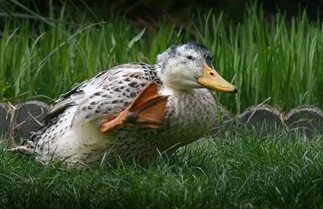 Duck Waving Hello