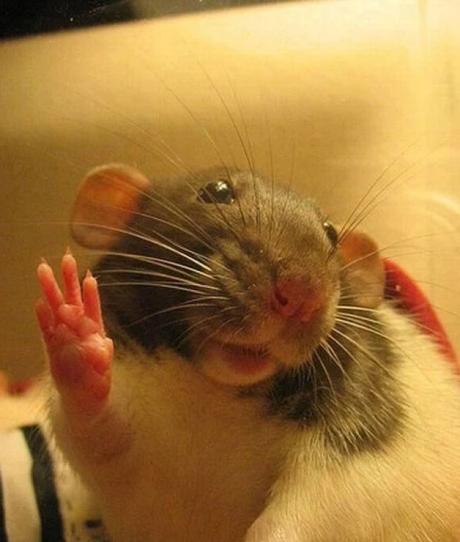 Mouse Waving Hello