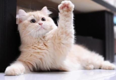 Cat Waving Hello