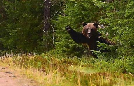 Brown Woodland Bear Waving Hello