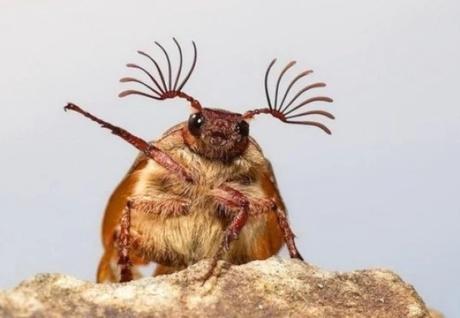 lined June beetle Waving Hello