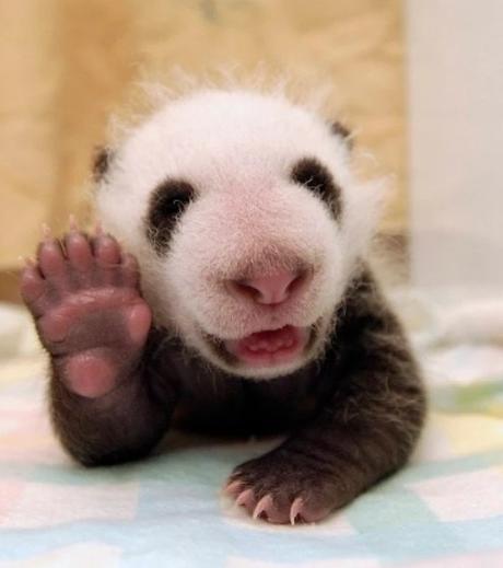 Baby Panda Waving Hello