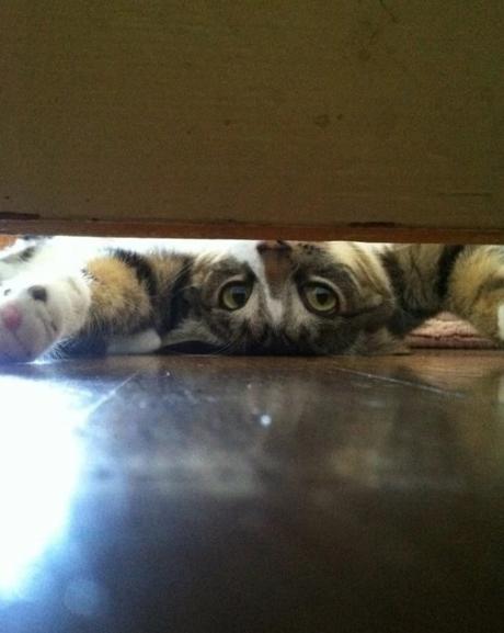 Upside Down Cat