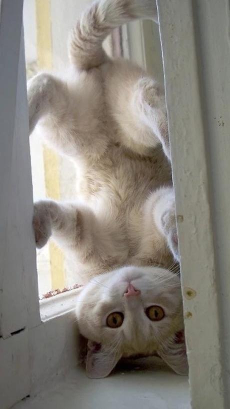Upside Down Cat