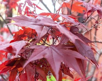 Japanese maple