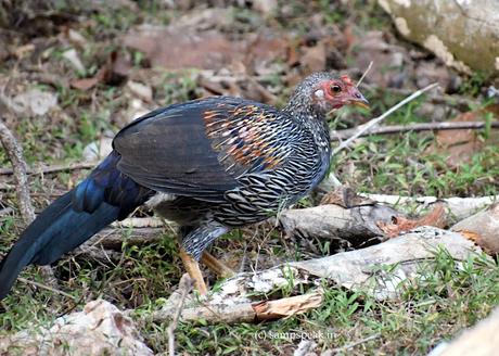 ஏதோ மோகம் ஏதோ தாகம், ~ Jungle Fowl ! ஏதோ மோகம் ஏதோ தாகம், ~ Jungle Fowl !