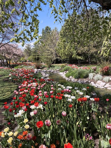 Utah Tulip Festival