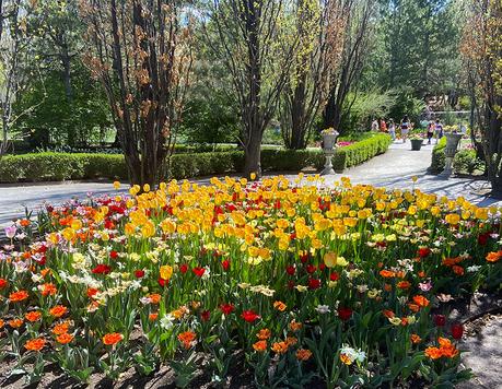 Utah Tulip Festival