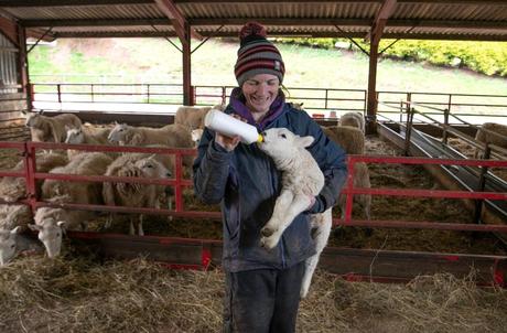 How this lambing season became the worst ever