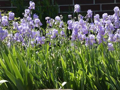 Iris and Other Pleasures of the Season