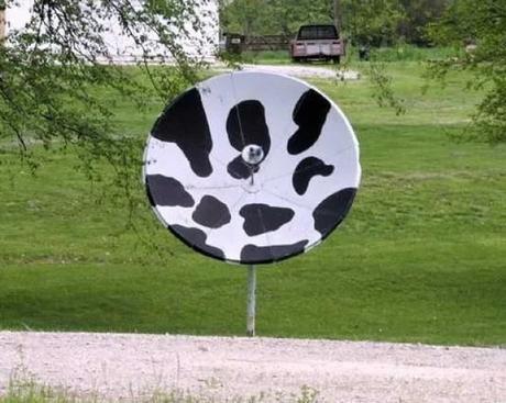 Cow Effect Satellite Dish Art