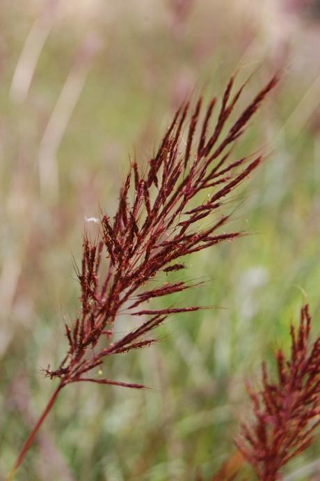 Bothriochloa bladhii Flower (08/09/12, Kew Gardens, London)