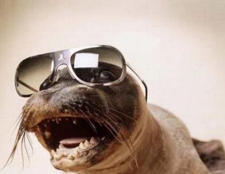Seal Wearing Glasses