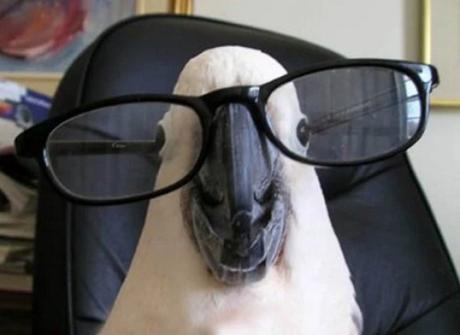 Parrot Wearing Glasses