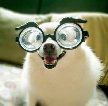 Dog Wearing Glasses