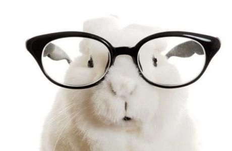 Rabbit Wearing Glasses