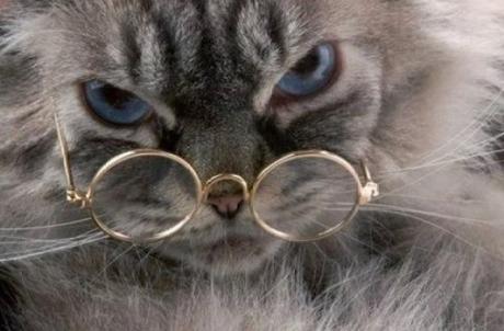 Persian cat Wearing Glasses
