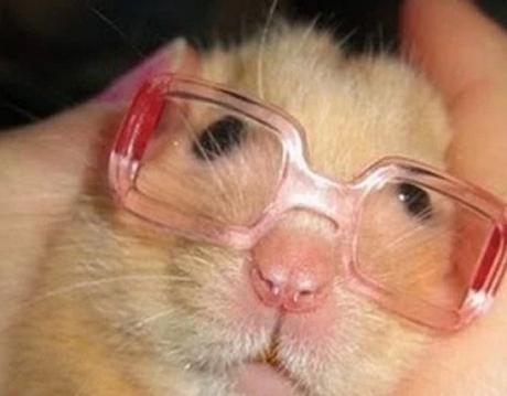 Hamster Wearing Glasses