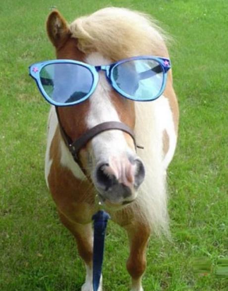 Horse Wearing Glasses
