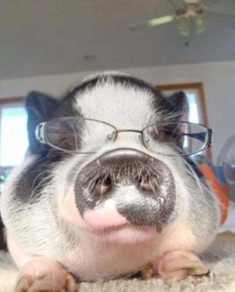 Pig Wearing Glasses