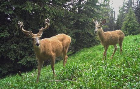 The COVID-19 pandemic changed our patterns and behaviours, which in turn affected wildlife