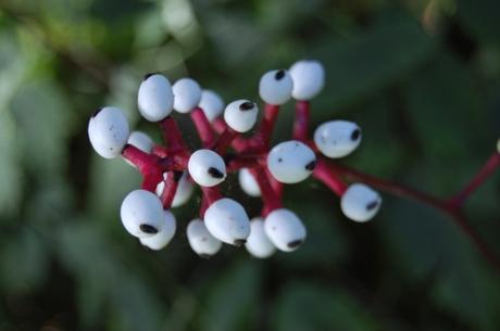 Actaea pachypoda Fruit (08/09/12, Kew Gardens, London)