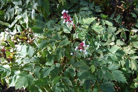 Actaea pachypoda (08/09/12, Kew Gardens, London)