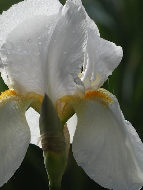 White Iris