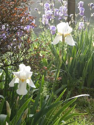 White Iris