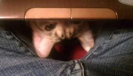 Creepy Cat Poking Out From Under a Laptop